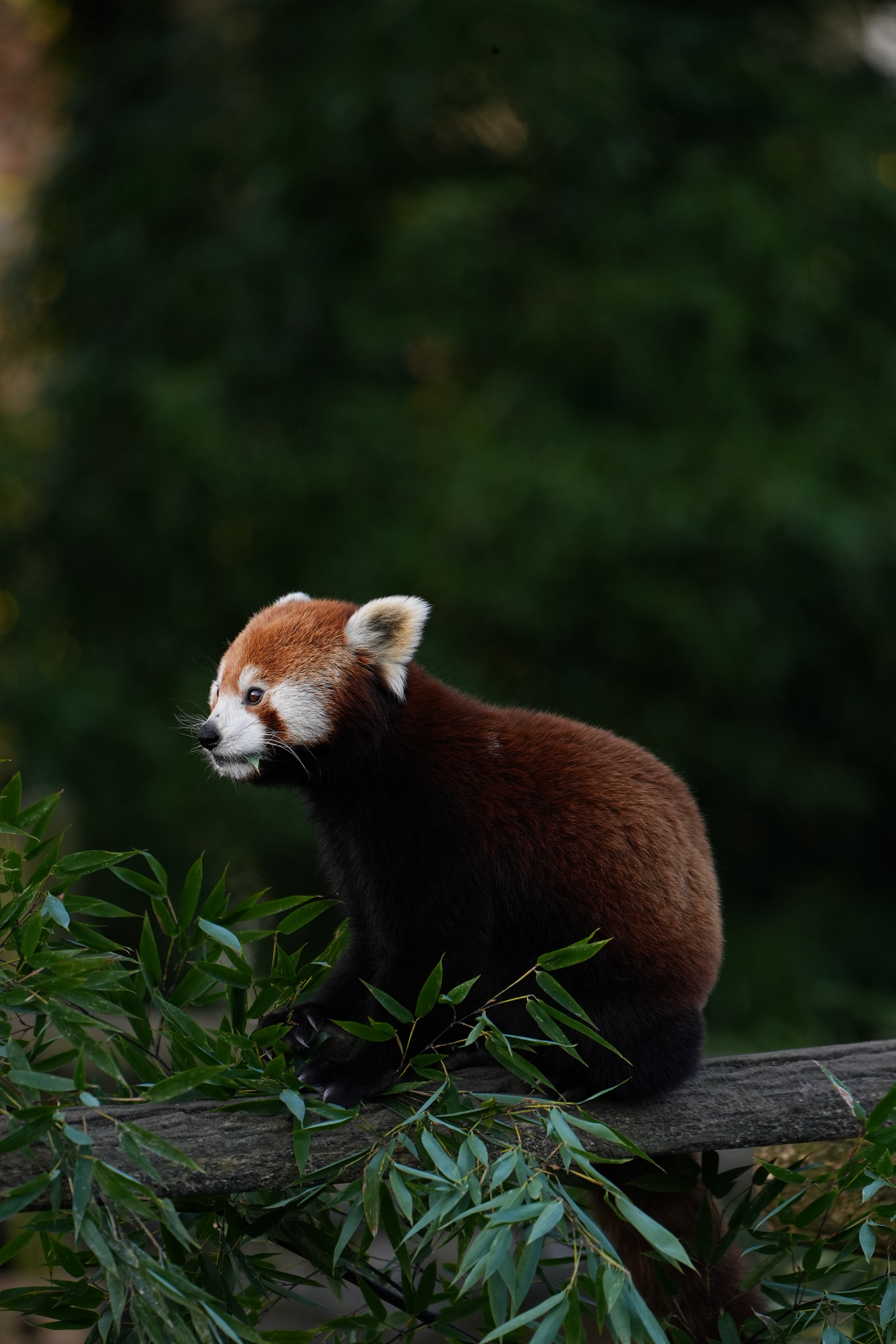 Beauval — photo 15