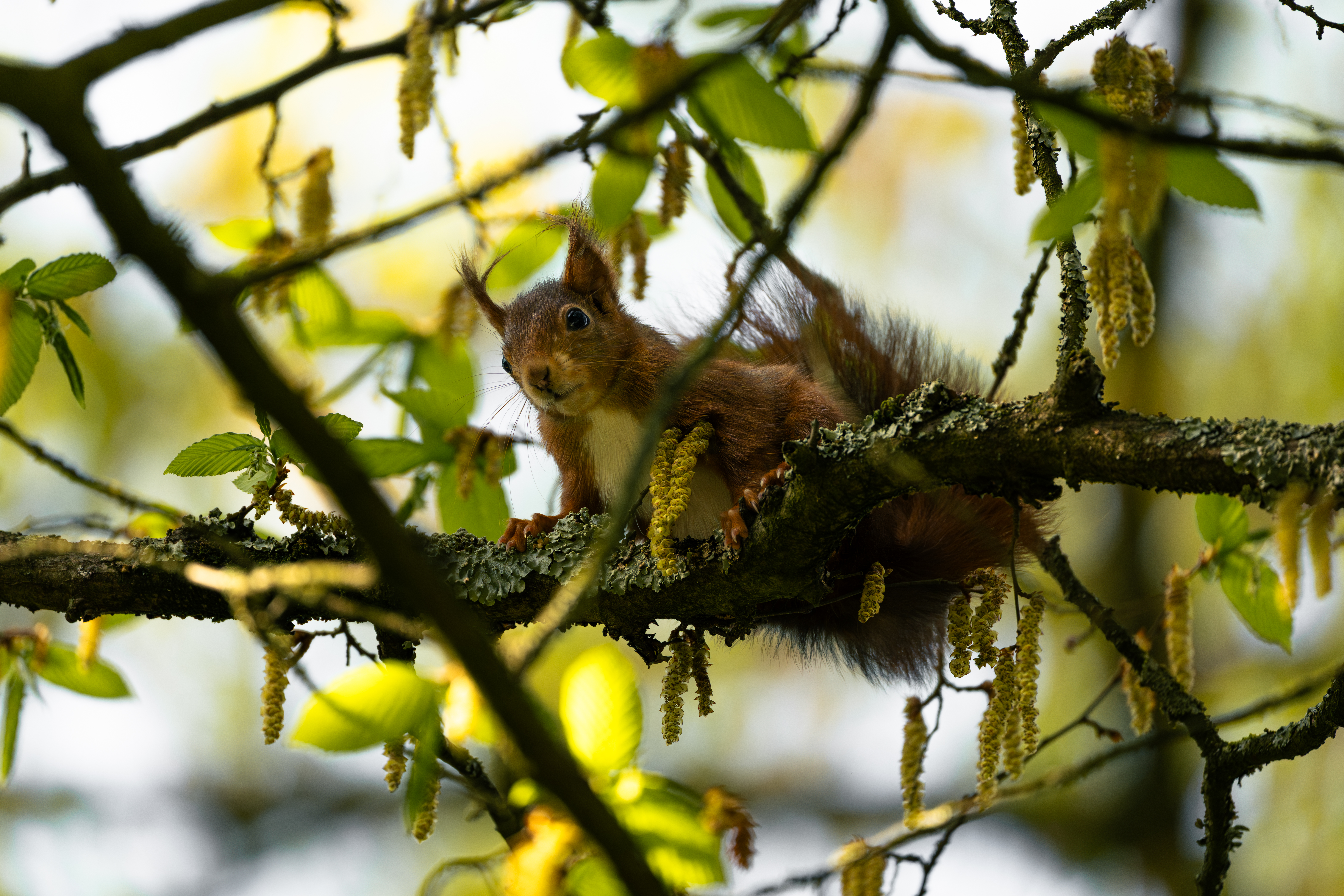 Squirrels — photo 9