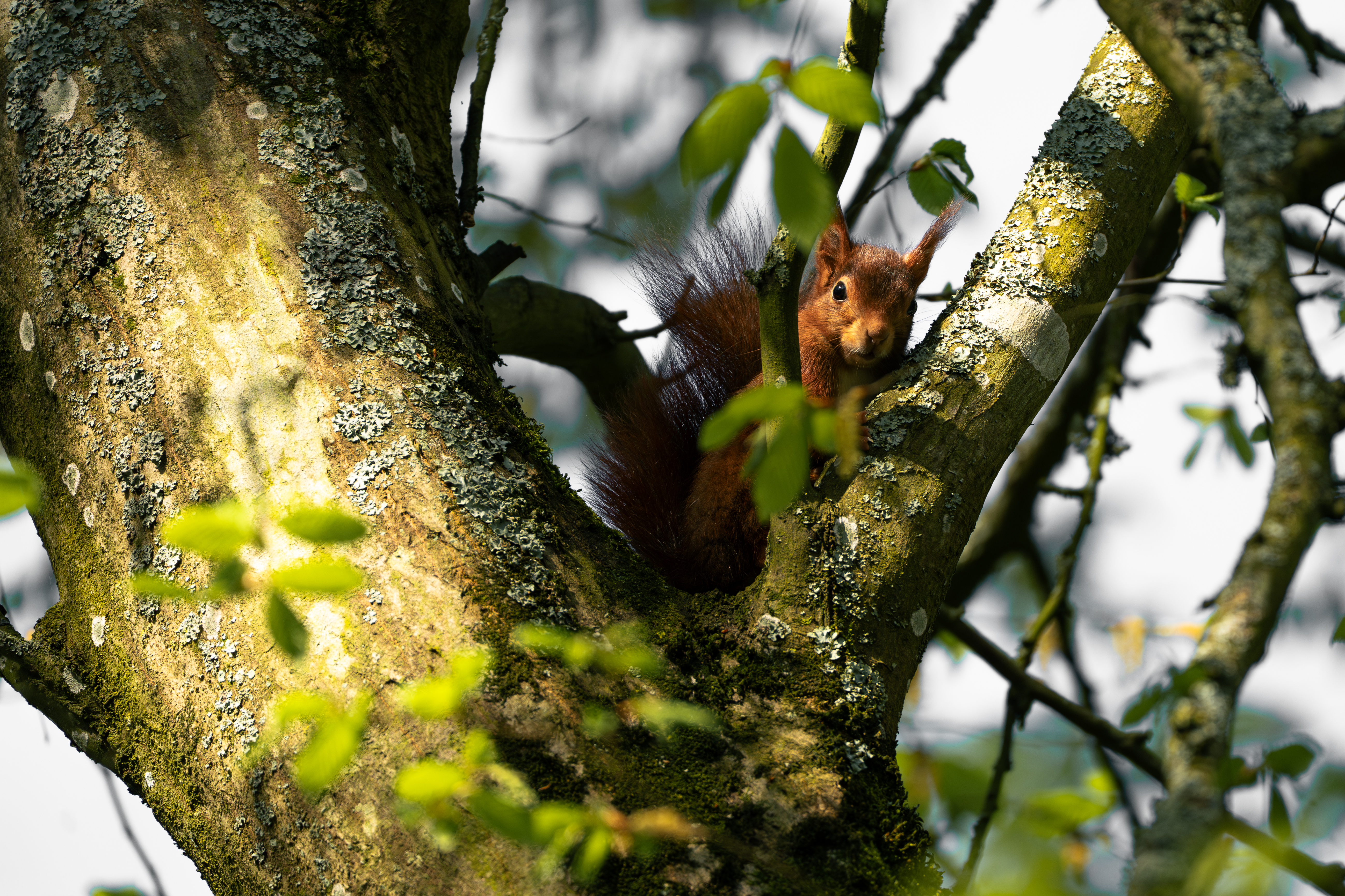 Squirrels — photo 3
