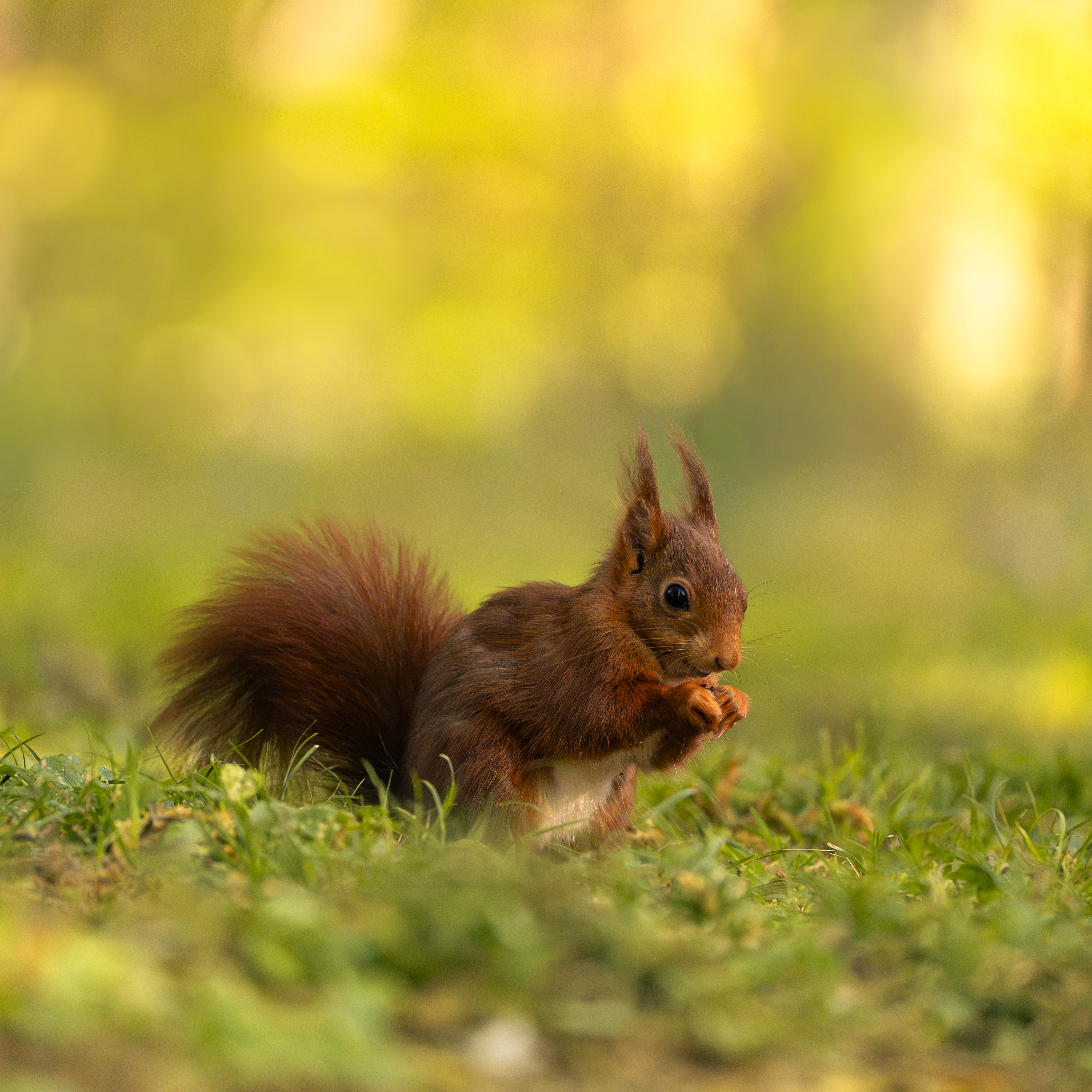 Squirrels — photo 11