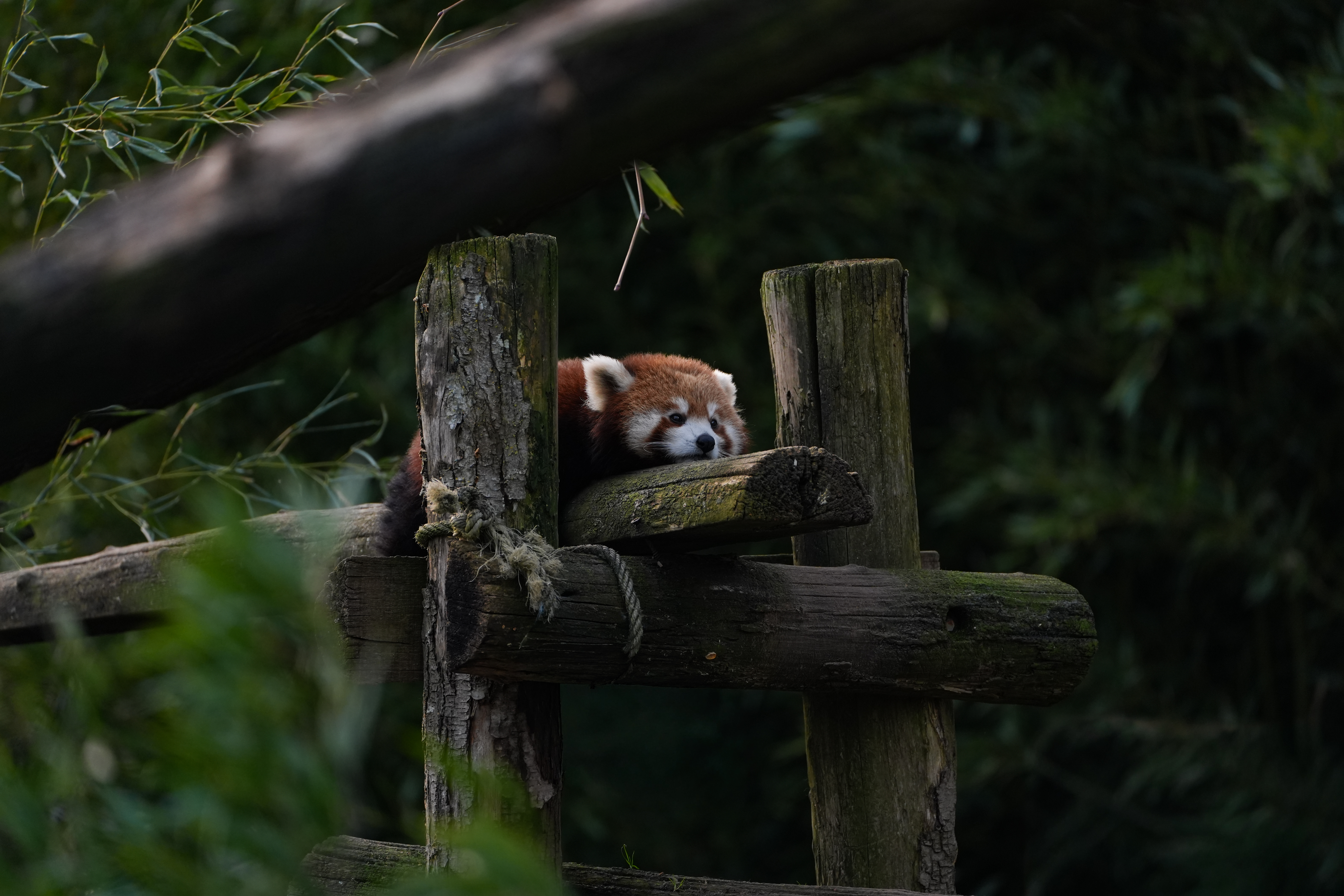 Beauval — photo 12