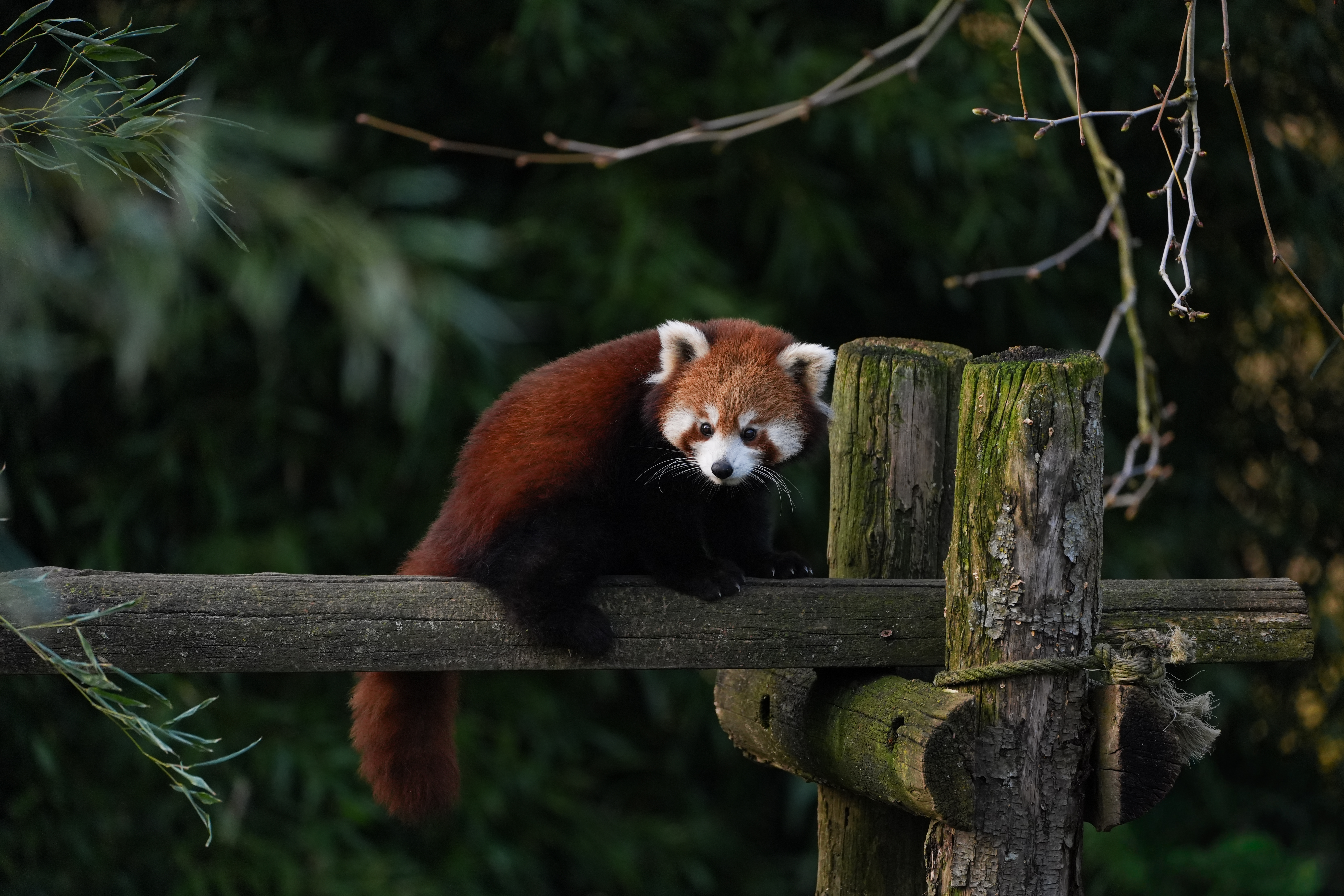 Beauval — photo 16