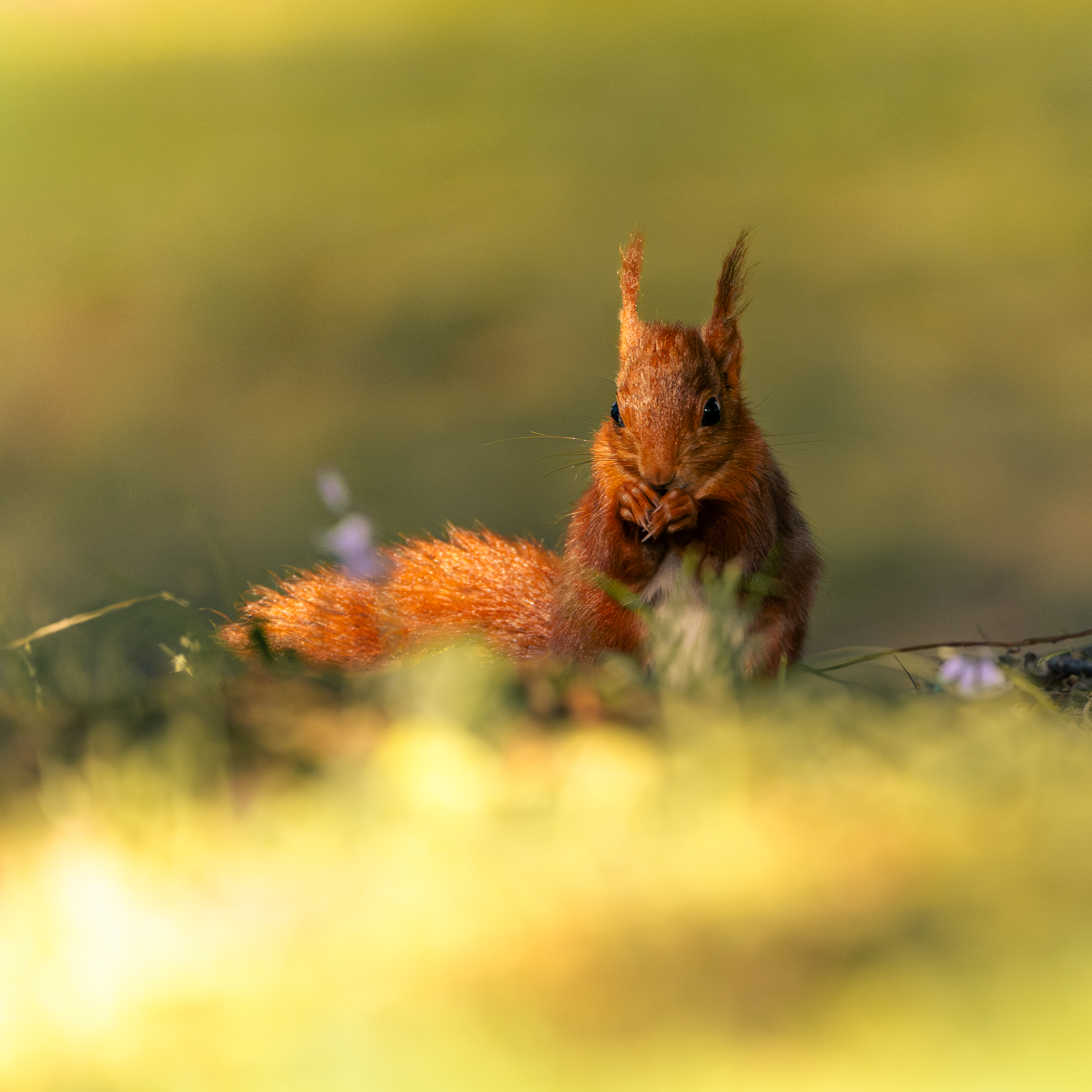 Squirrels — photo 10