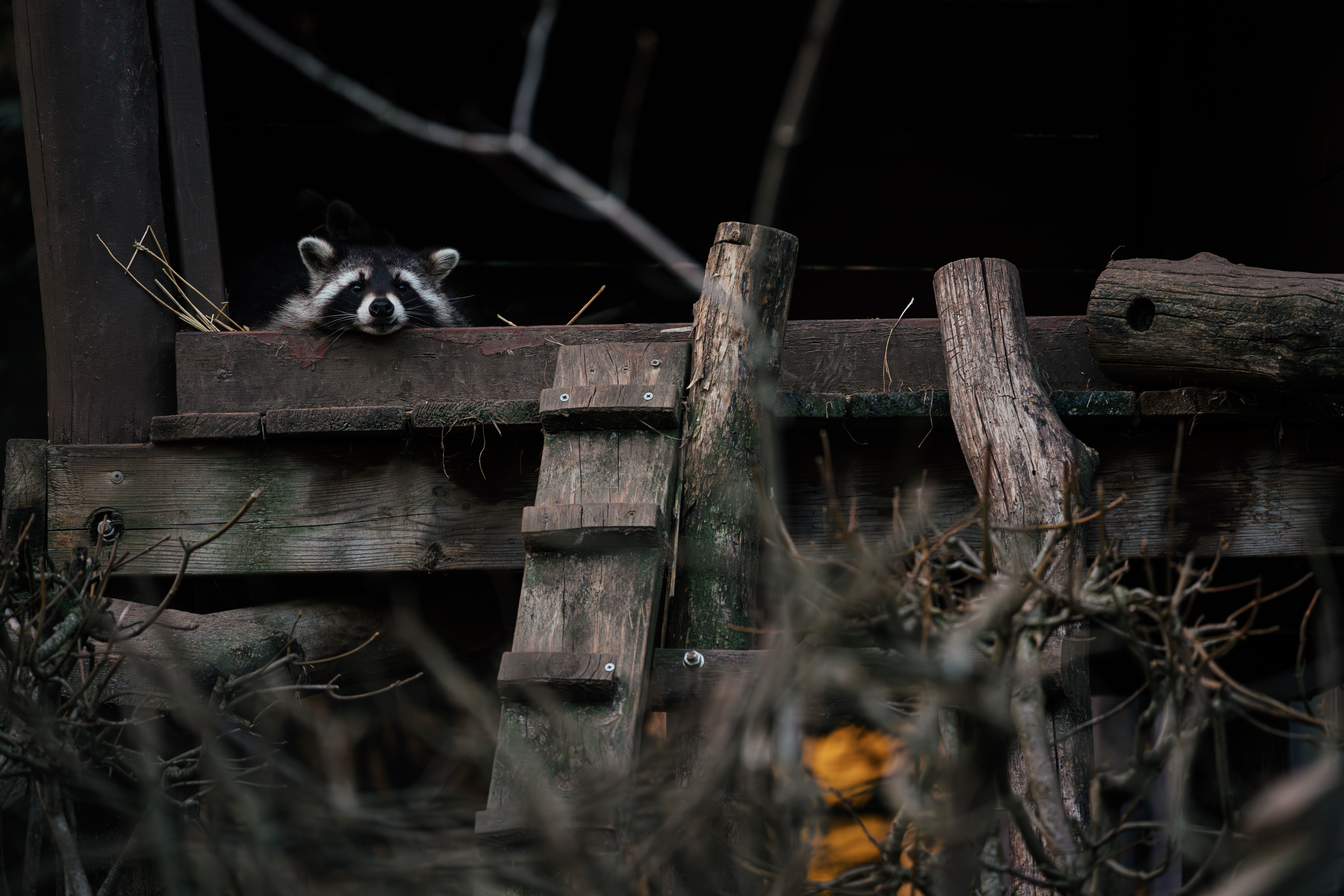 Beauval — photo 17