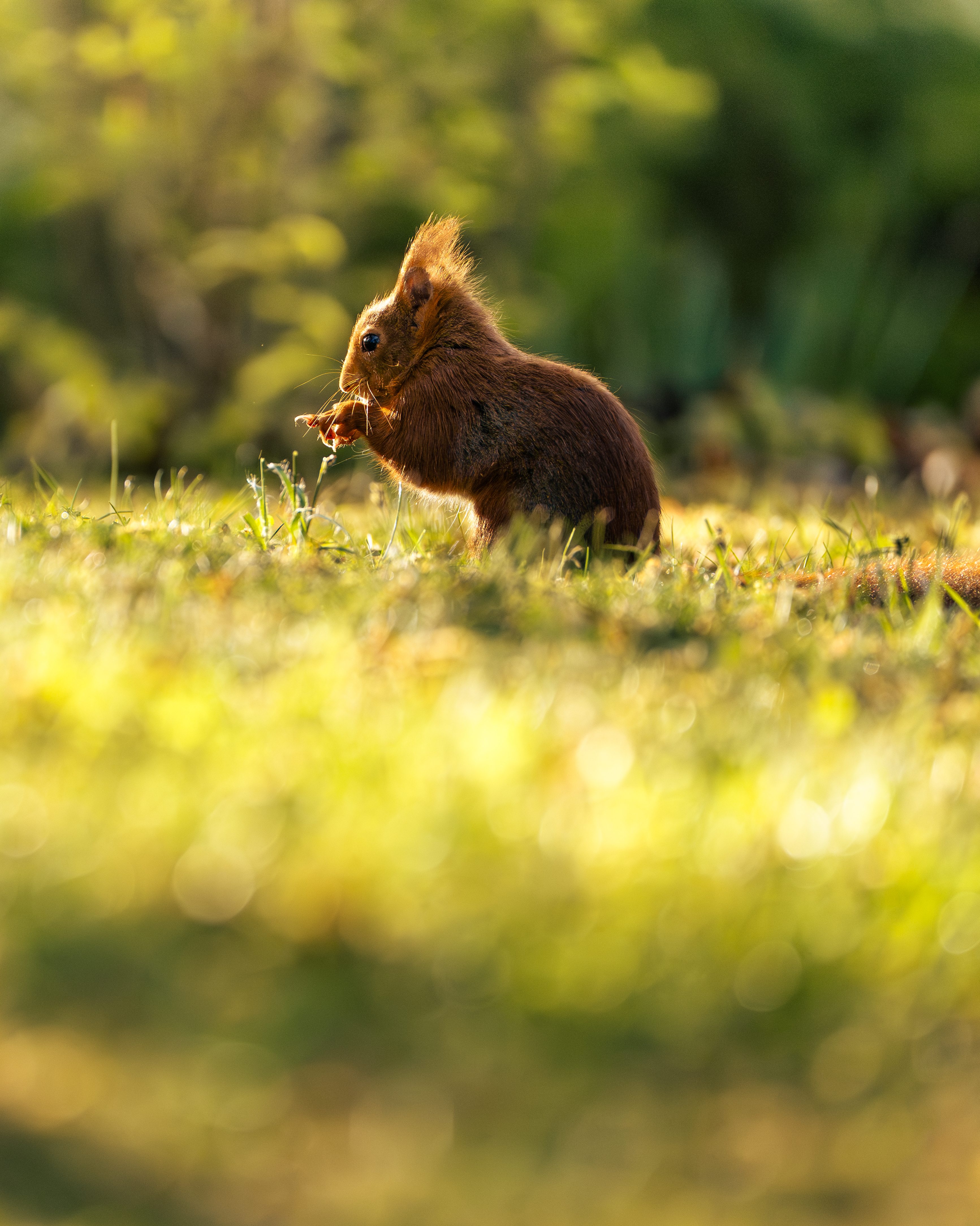 Squirrels — photo 2