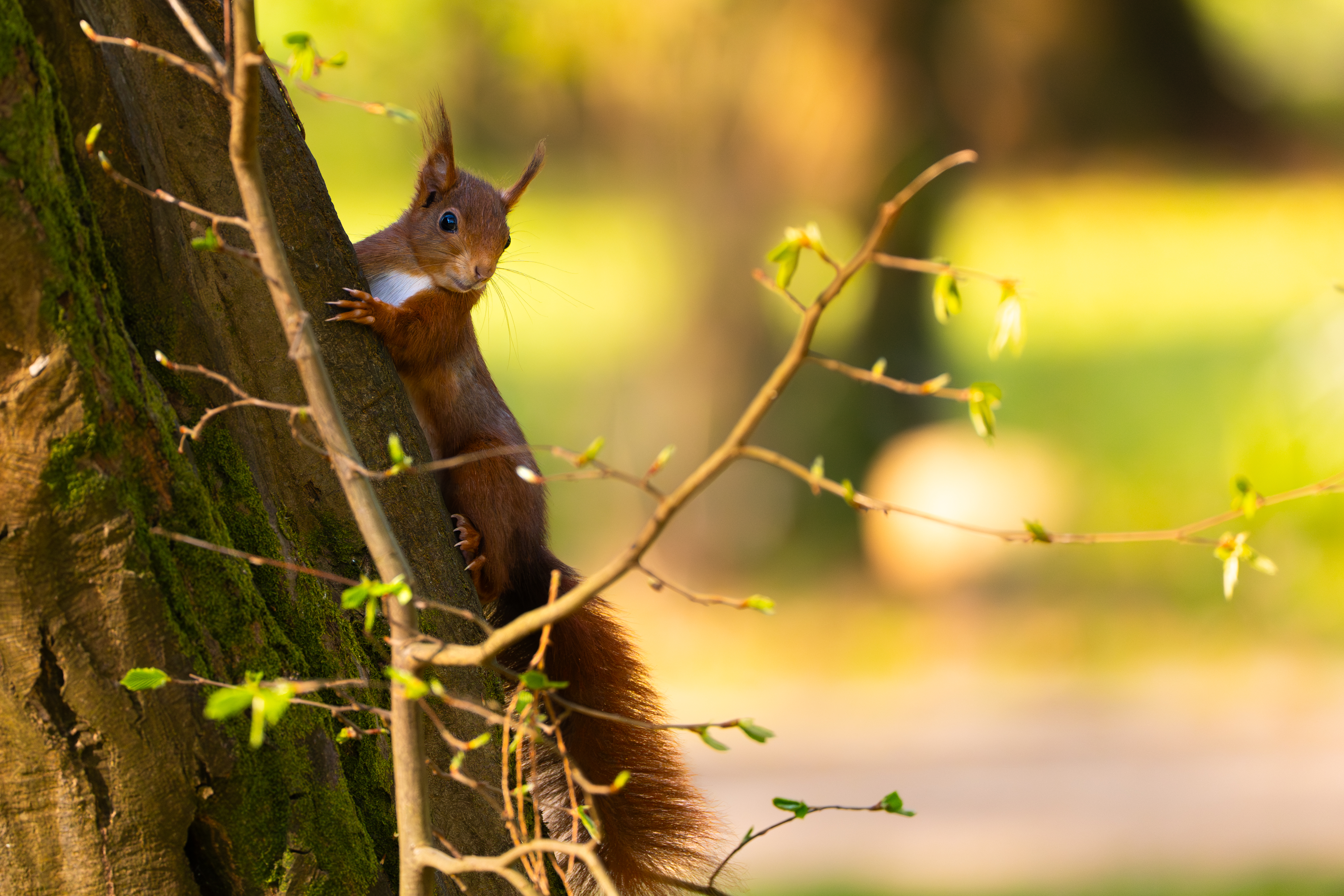 Squirrels — photo 1