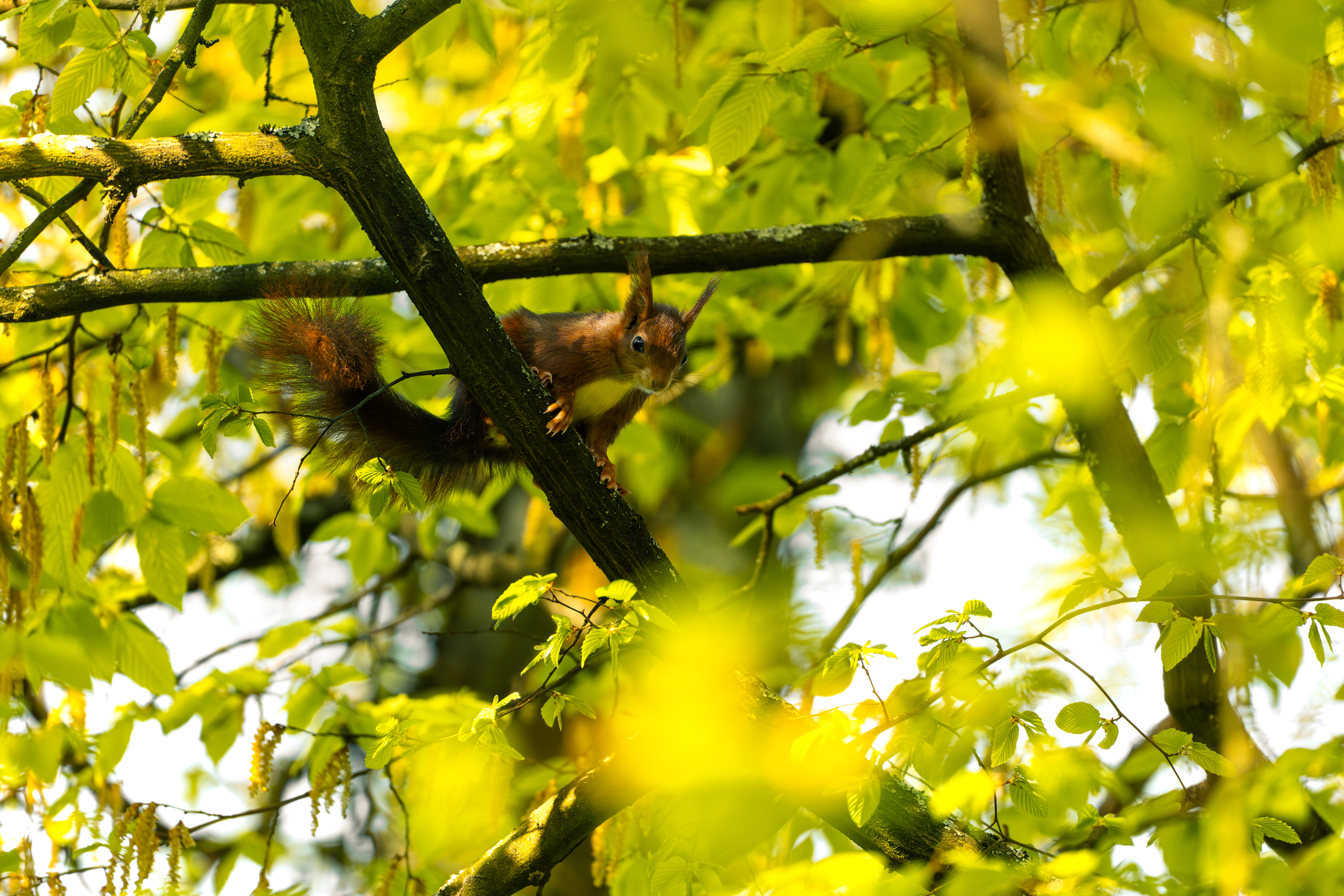 Squirrels — photo 7