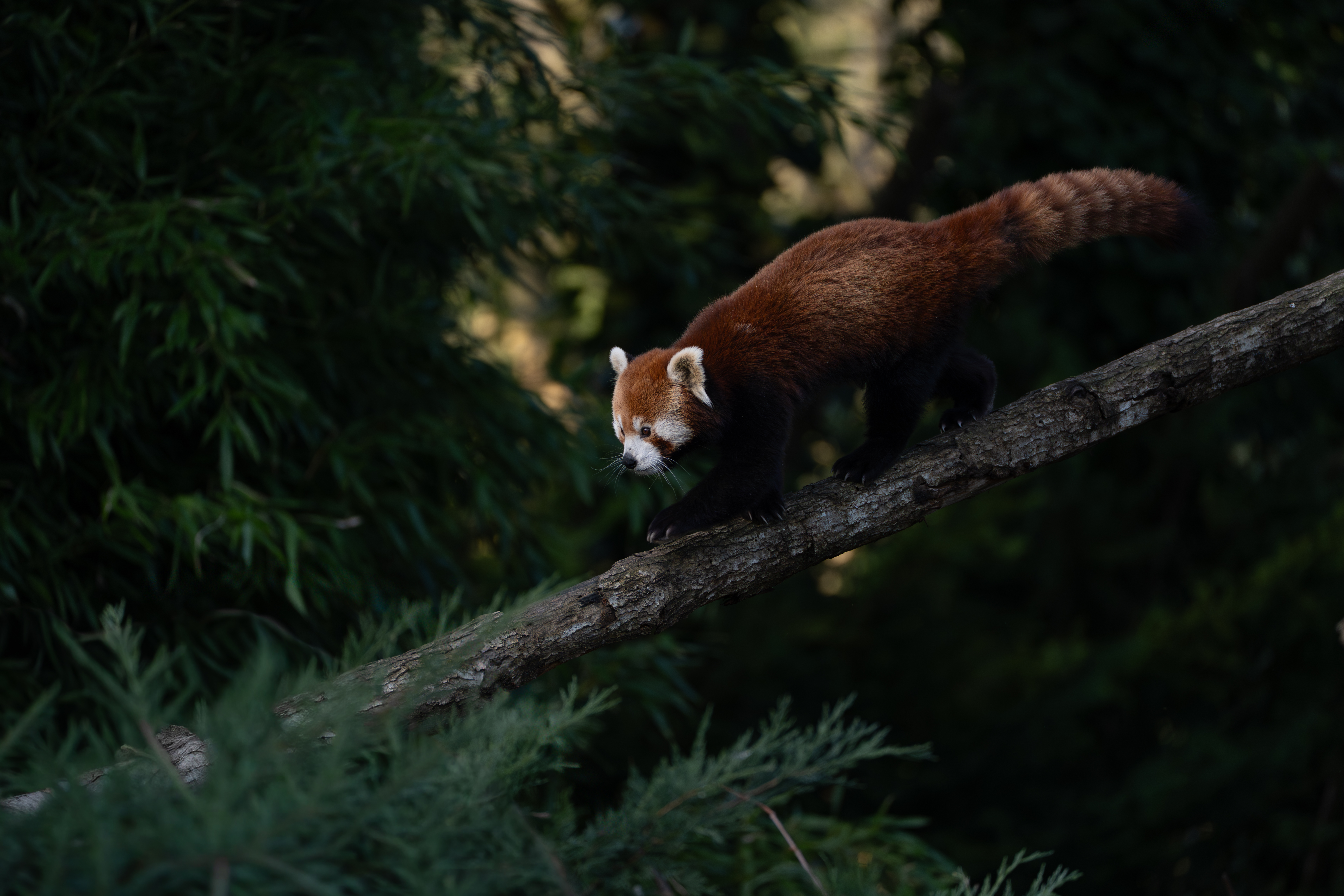 Beauval — photo 11