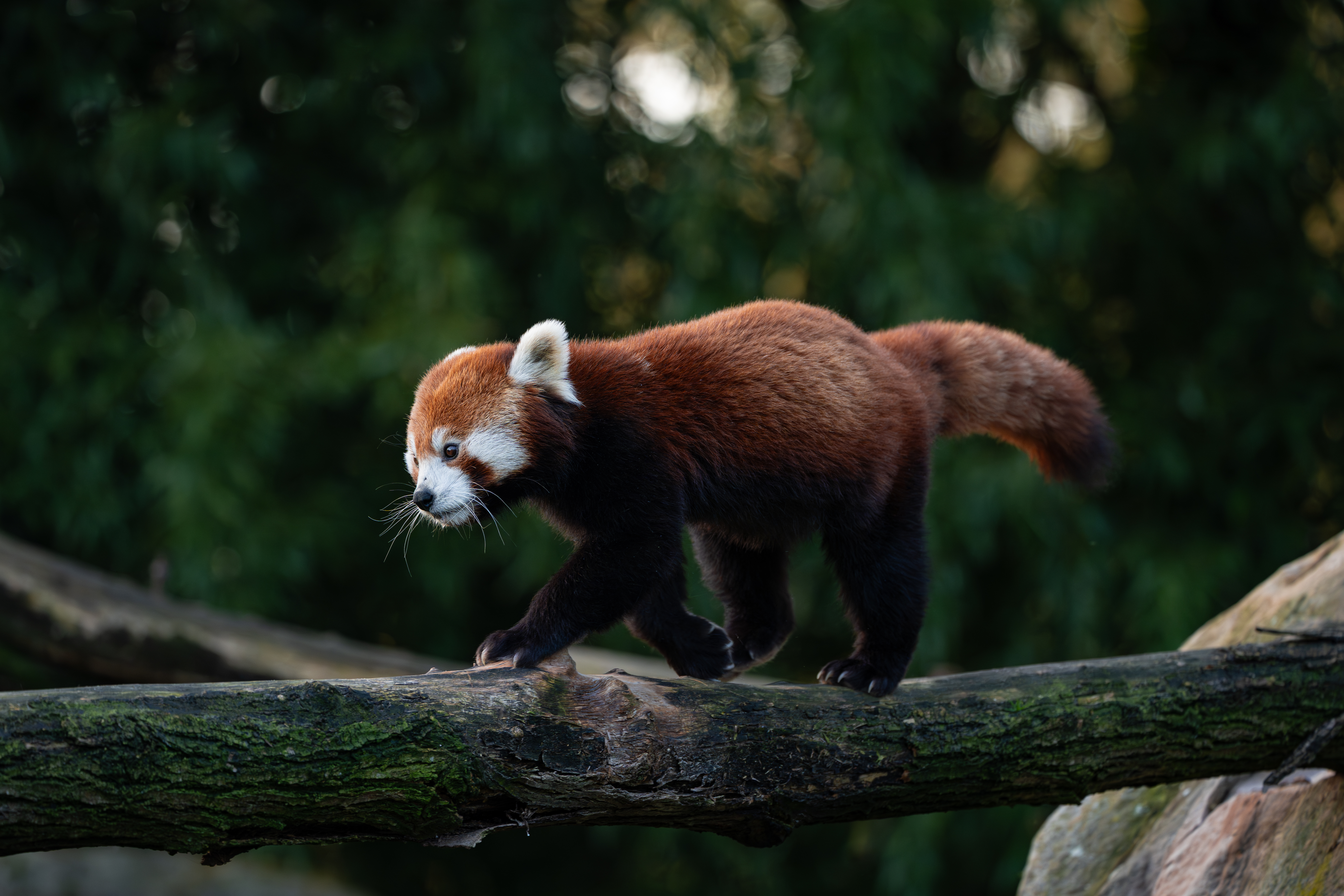 Beauval — photo 14