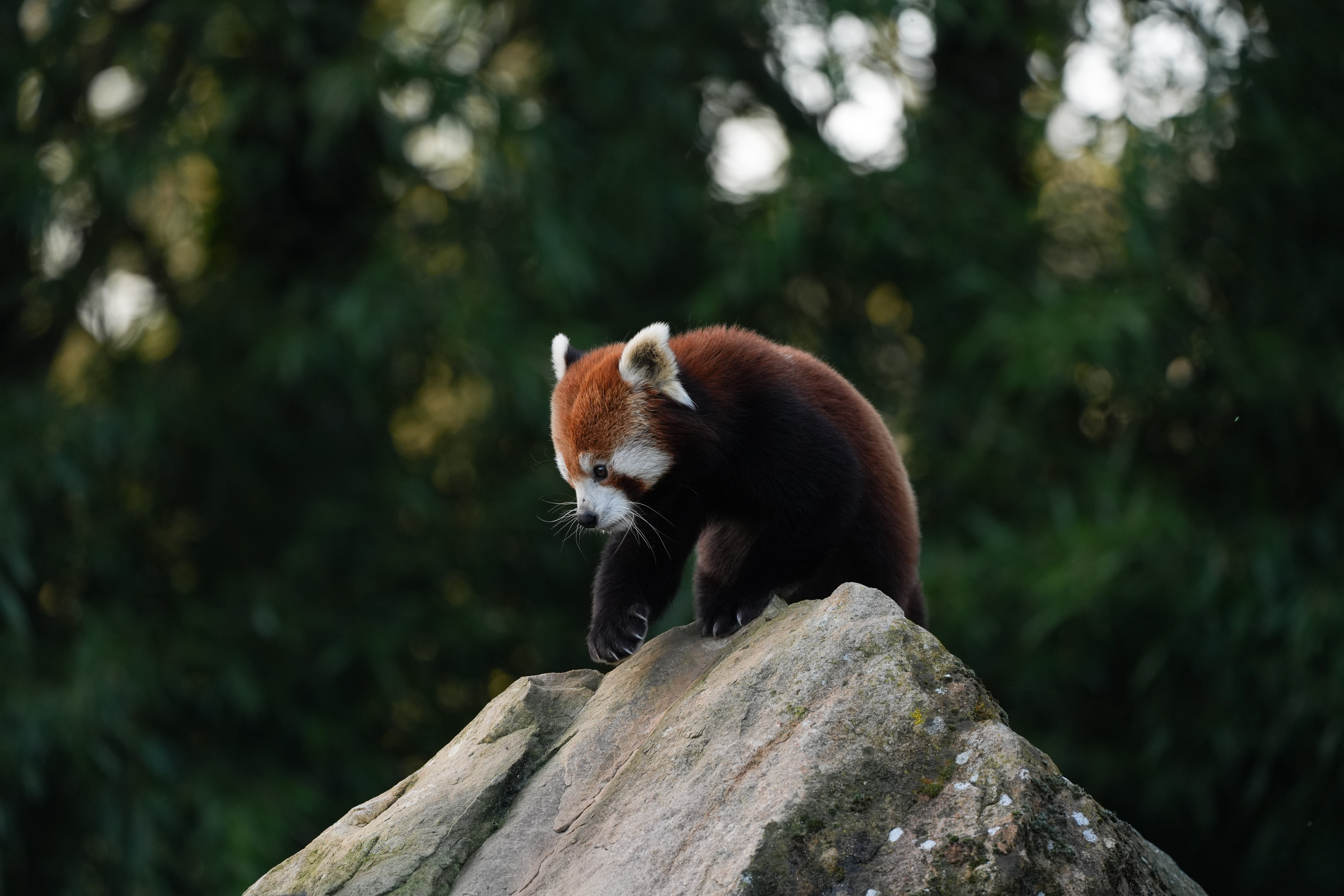 Beauval — photo 13