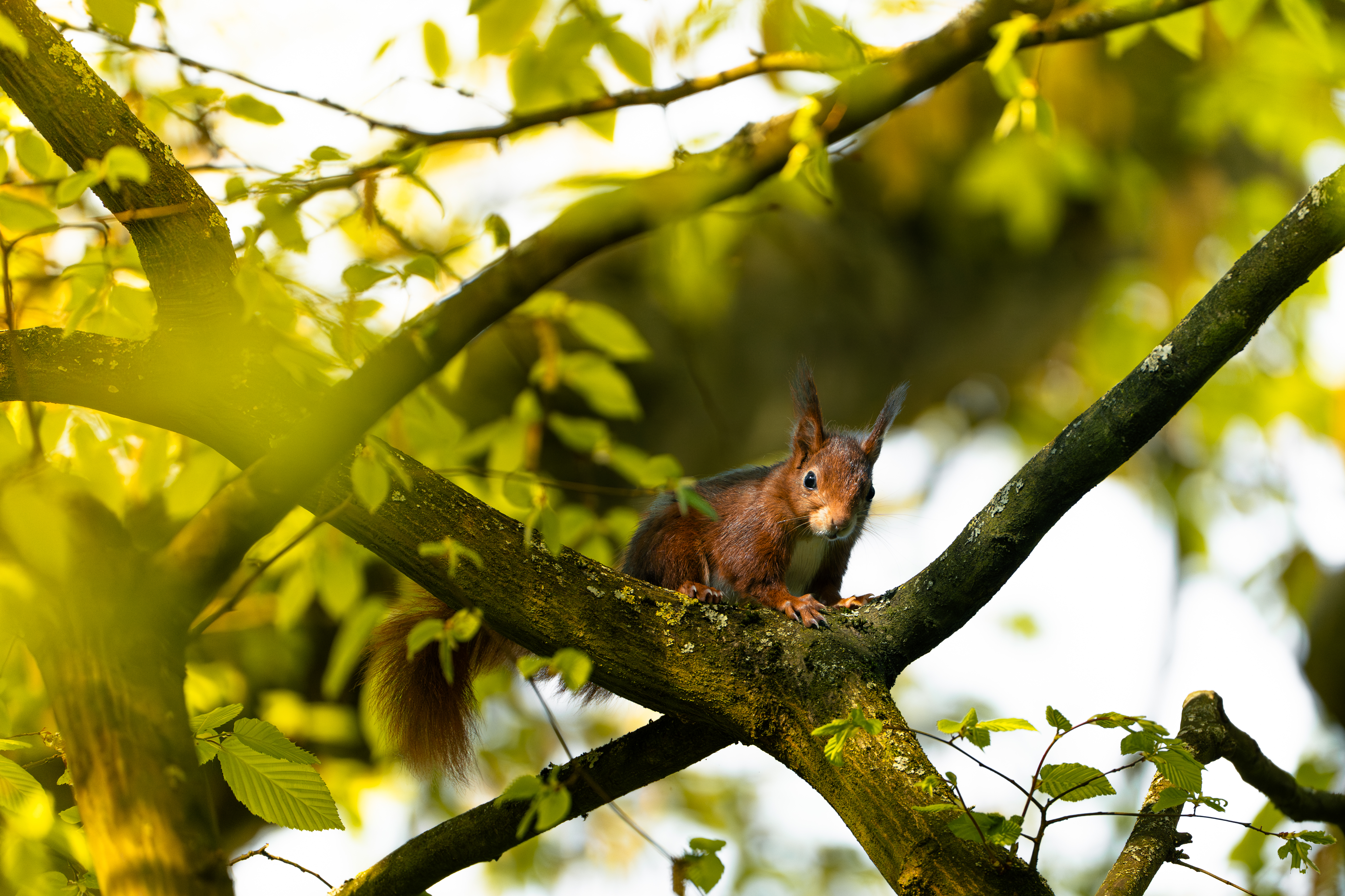 Squirrels — photo 8