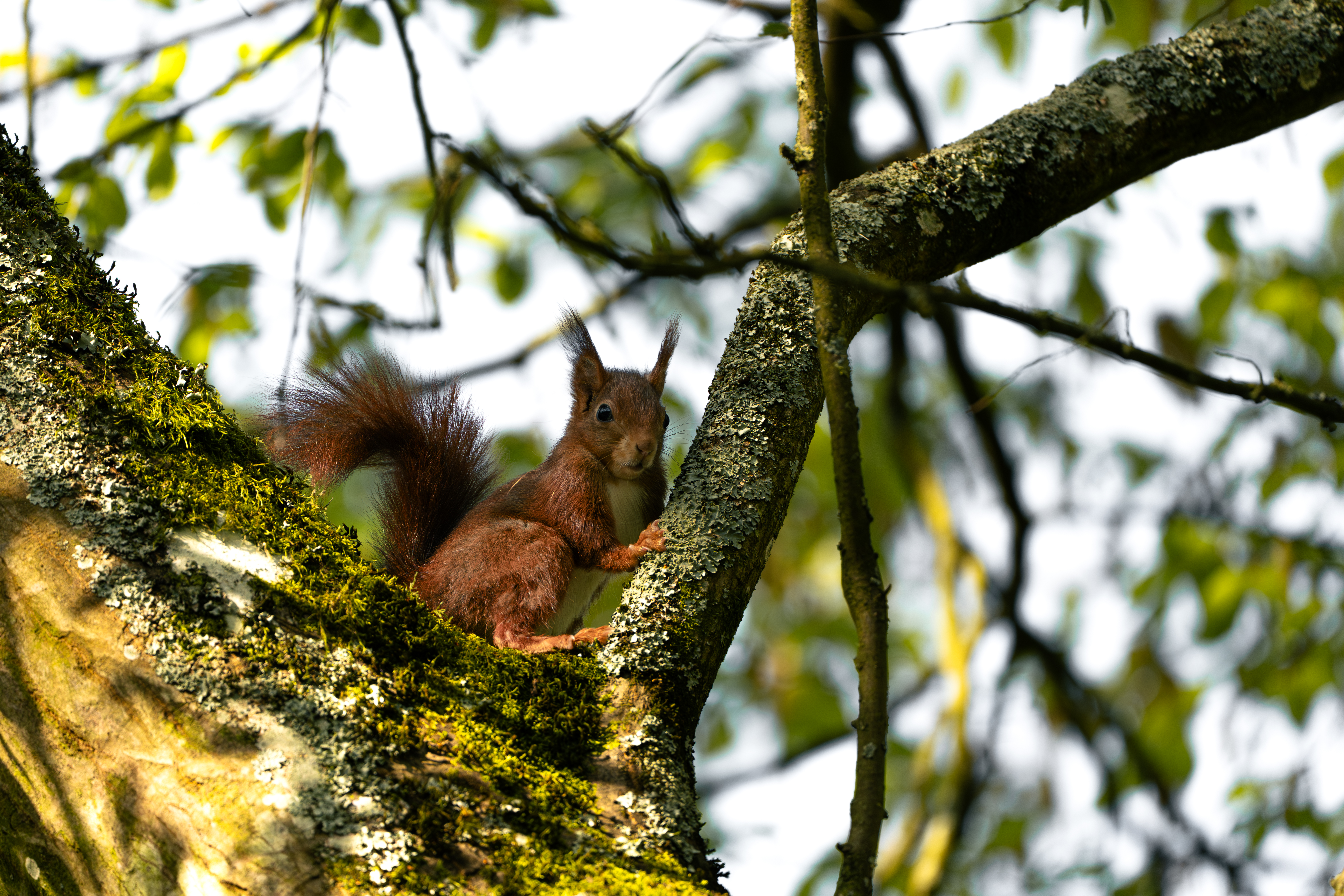 Squirrels — photo 4