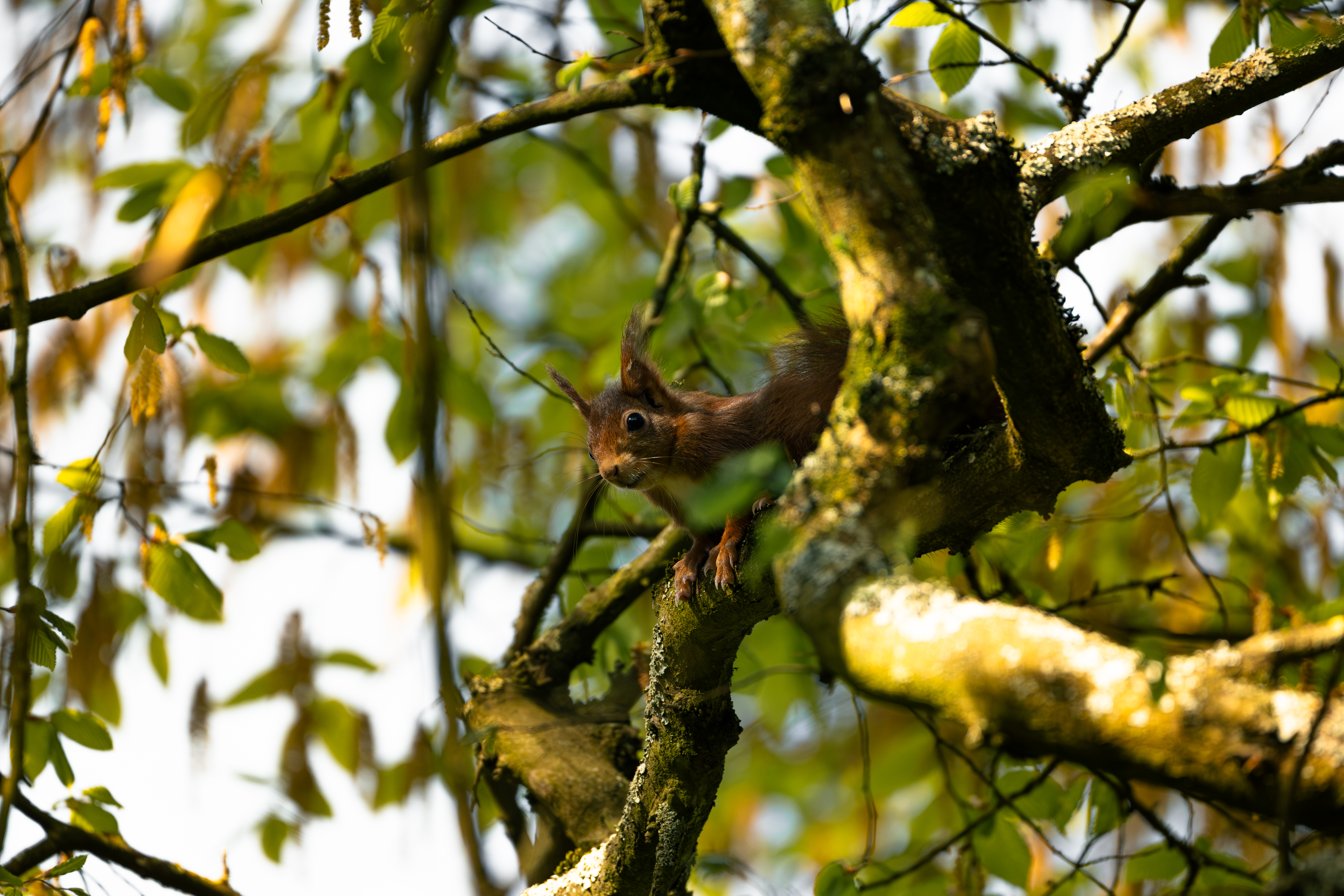 Squirrels — photo 5