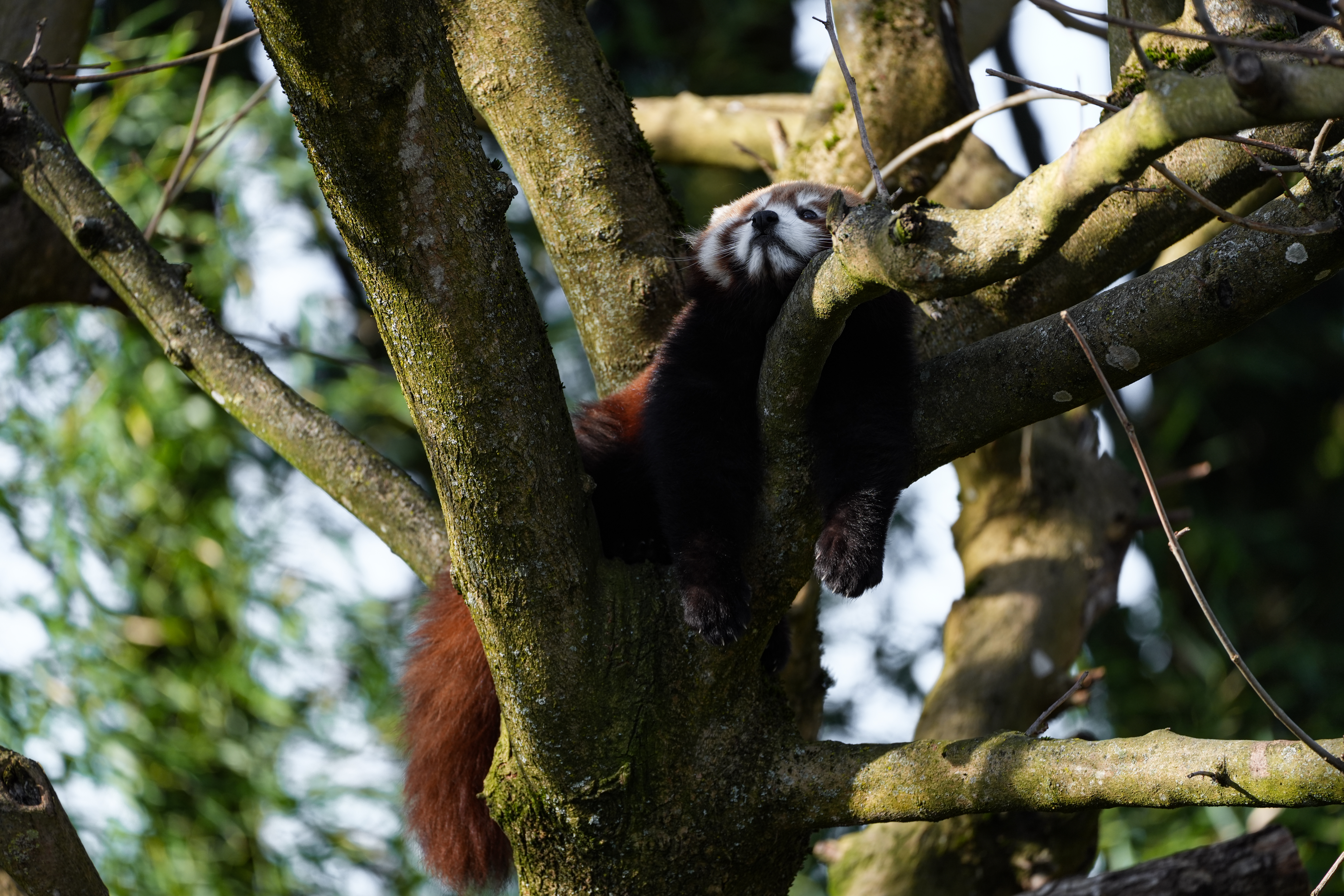 Beauval — photo 10